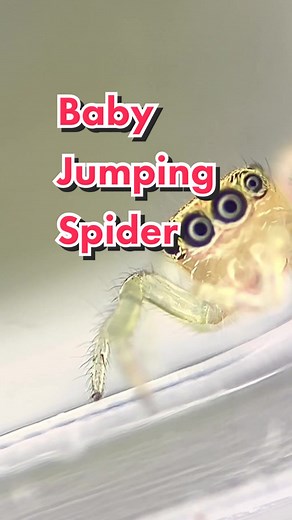 Adorable Tiny Jumping Spider Under Microscope