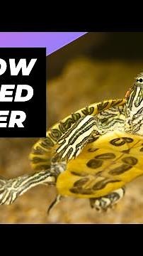 Yellow-Bellied Slider 🐢 One Unique Animal To Have As A Pet #shorts