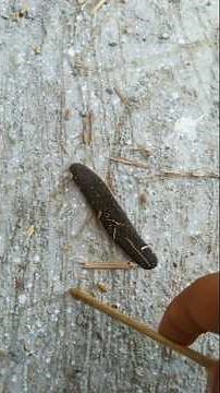 Nature's Tiny Engineer: The Fascinating World of Leeches