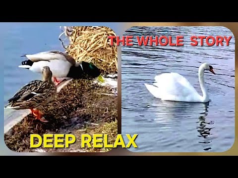 Swans & Ducks: Nature Drama & Life on the Lake (Ep.27).