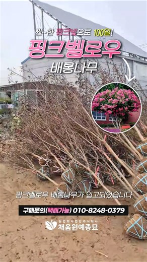 찐~한 핑크빛 100일을 선사하는 #핑크벨로우 #배롱나무 #목백일홍 #개화주 #백일홍나무 #노지월동 #꽃나무 #pinkvelour #crapemyrtle #flowertree