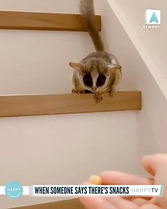 COMING!! ❤️ via @pizzatoru | Happy TV