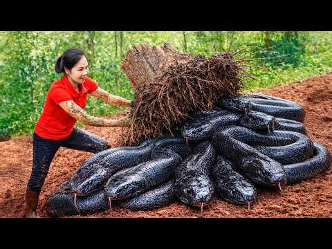 Shocking! Harvest 100 year old Giant Python & Go to Market Sell - python hidden under tree roots