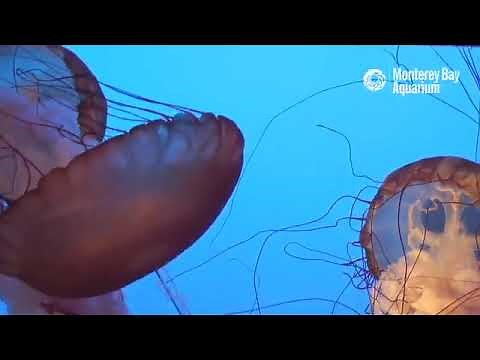 Live Jellyfish Cam Monterey Bay Aquarium 1