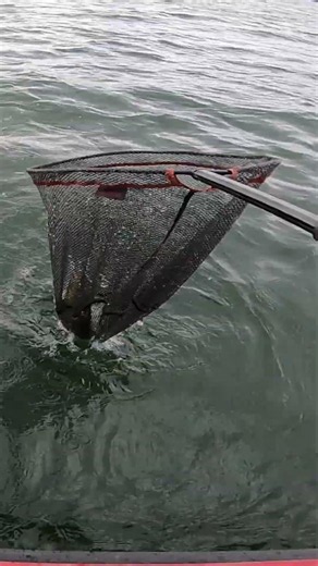 Jämäkkää ahventa kirkkaista vesistä! #kalastus #ahvenenkalastus #fishing #ahven #perch