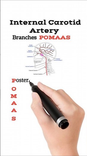 Internal Carotid Artery Branches