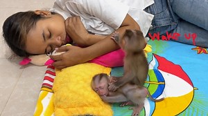 3.2K views · 162 reactions | Funny Baby Tav Tav Waking Wow Wow & Tav Tav Up To Play With Him | Monkey TavTav | Facebook