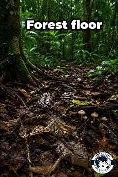 Rainforest Layers Explained in 60 Seconds 🌳 (IGCSE & A-Level Revision)