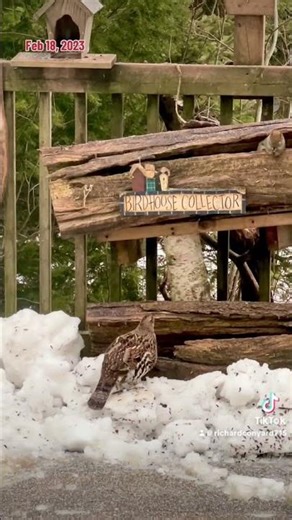 The Squirrel and Grouse get introduced, Peanut Butter Club #birds #wildlife #grouse #squirrels