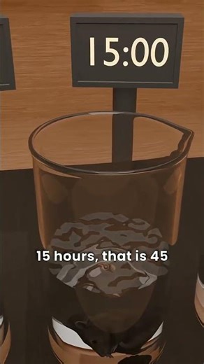 The Rat Experiment That Proved Hope Can Save You 🐀