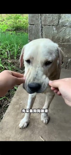 Cats & Dogs' Scratch & Bite: Essential First-Aid Guide