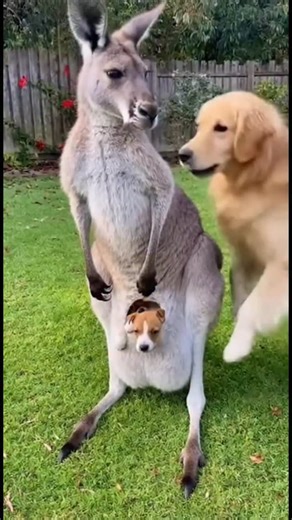 Kangaroo steals a puppy | AI Going Wild
