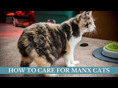 How to care for Manx cats updated 2021 || Manx cats facts || Manx cats care