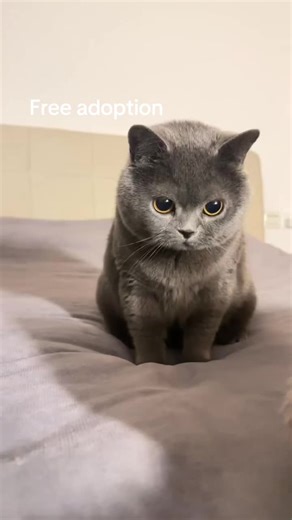Adopt a Loving Blue Cat in the UK