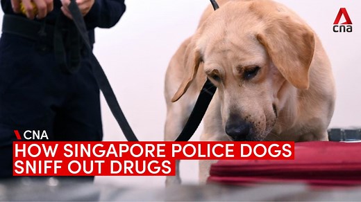 🐾 Ever wonder how the dogs in Singapore Police Force’s K-9 unit sniff out drugs and explosives? We go behind the scenes to see them in action: https://cna.asia/3LgHrCQ | CNA