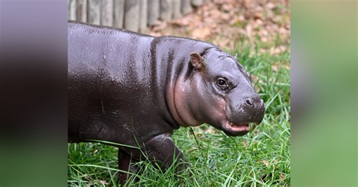 Poppy, beloved pygmy hippo at Metro Richmond Zoo, celebrates 1st birthday