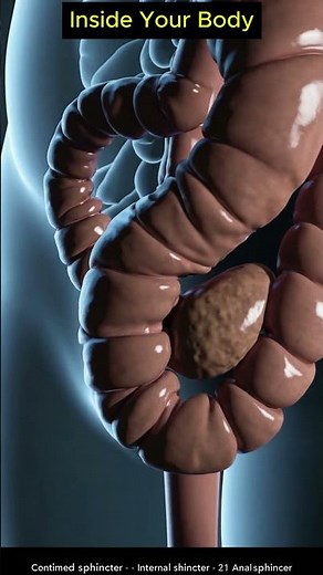 What Really Happens Inside Your Gut? 23 Short Videos Reveal the Full Process | 04