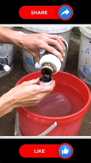 Cucumbers Plant 🥒🆕 | Small Vegetable Garden