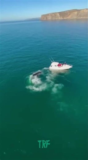🦈 Enormous GREAT WHITE SHARK Circles Boat – Helicopter ZOOM! 😱