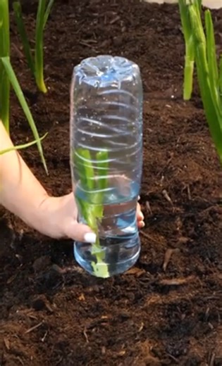 23K views · 55 reactions | Essential gardening tips every plant lover needs to know! | 5-Minute MAGIC | Facebook