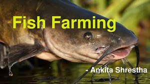 Fish Farming - SlideServe
