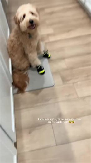 Hilarious Dog Drama Moments That Will Make You Laugh