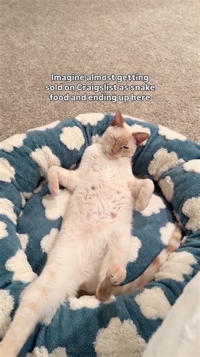 Gouda and his siblings were listed as snake food on Craigslist when they were kittens 😭 #rescuecat