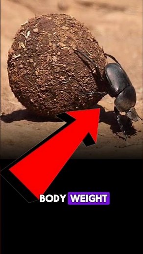 Top 5 Strongest Animals in the World (By Strength)