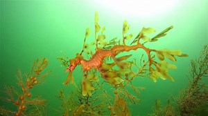 With all these great features packed into the SeaLife Underwater Cameras Micro 2.0, no wonder it's our favorite! What will you capture with yours? | Scuba Diver Life