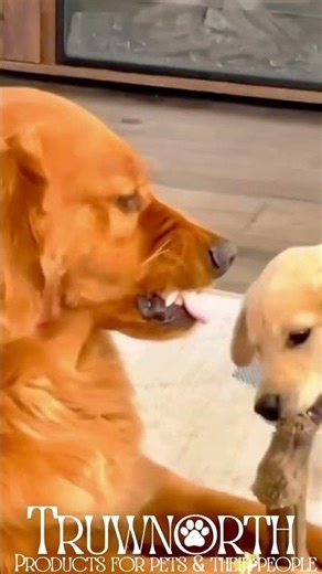 Funny Labradors 🤣 | Labrador Retriever Compilation That’ll Make You Laugh