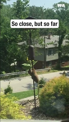 The struggle is so real... wait til the end 😆 #animals #funny #fails