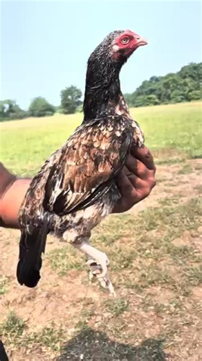 top quality aseel merathi java madin ♥️