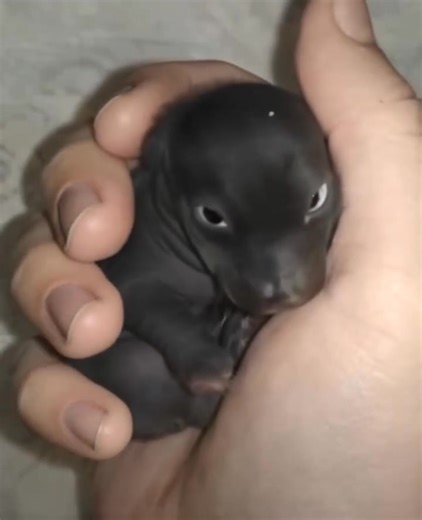 5.4K views | I thought I’d found an abandoned puppy—but it wasn’t a puppy at all. A year later, I was shocked by what it had grown into... Details in the first comment under the video  | First Response Photography | Facebook