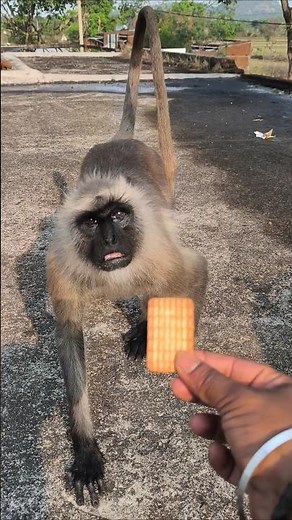 "Hanuman Ji ka Pyara Langur Biscuit Khate Hue | Cute Langur Feeding Video 🐒"
