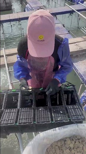 Manual Work in an Aquaculture Farm | Oyster Cage Preparation