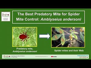 Amblyseius andersoni: Natural Spider Mite Control!