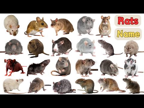 Rats Vocabulary | Different Types of Rat in English with Pictures