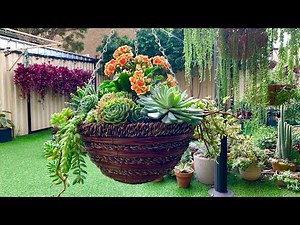 Succulent Hanging Basket