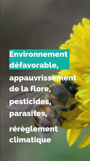 A quoi servent les abeilles ? 🙄🐝
