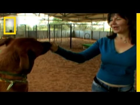 From Near Death to Perfect Pet | Dogtown