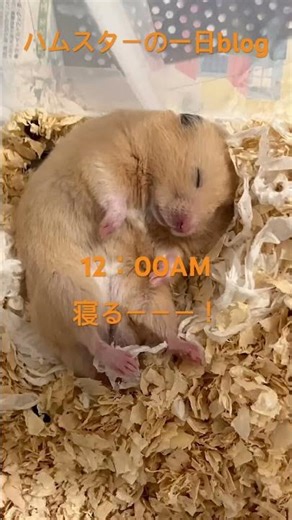 ハムスターの一日！#hamster #ハムスター #キンクマ