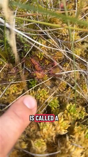 Sam Bentley on Instagram: "Sundews, a rare and important bog species #ecology #plants #bog #nature"