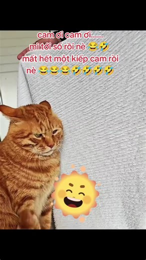cam buồn cam tuổi phận cam...seo cam lại gặp một tình yêu thắm thiết như thế này nè 😭😂🤣🤣#xuhuong #lênguyên #☺️☺️☺️👍👍👍