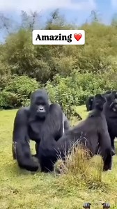 813K views · 9K reactions | How Much Does a Gorilla Tracking Permit...