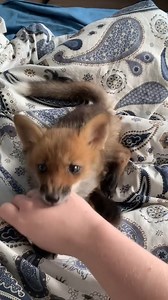 713K views · 29K reactions | Naruto the fox. | Fox zone USA | Facebook