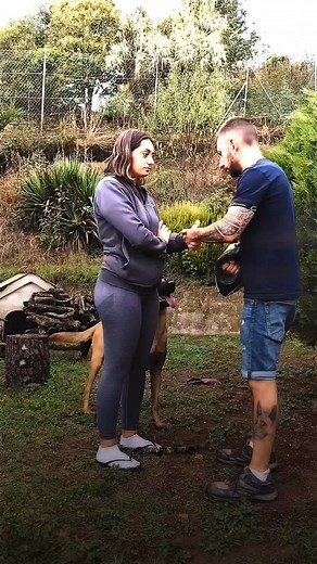 Belgian Malinois Protection Dog Compilation