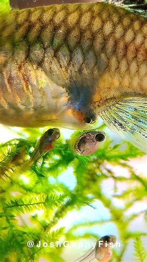 The birth of a female guppy, also known as parturition, is a fascinating process. As the female guppy approaches the end of her gestation period (which lasts about 21-30 days), she will start to exhibit signs of being ready to give birth . These signs include a squared-off belly, restlessness, and seeking privacy or hiding spots. When she begins to give birth, she will release one fry at a time, which can take several hours. The fry are born fully formed and are immediately able to swim and fend