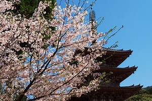 醍醐寺豊太閤花見行列4月（醍醐の花見）