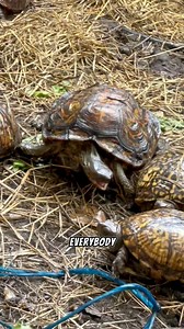 Eastern Box Turtles getting picked on by a wood turtle #turtle #boxturtles #woodturtle | Greg Wittstock the Pond Guy