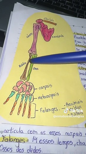 32 ossos no total #radiologia #estudos #educacao #anatomia #ossos #foryou #menbrosuperior